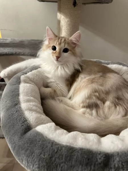 Fusamor Ember | Foto 2