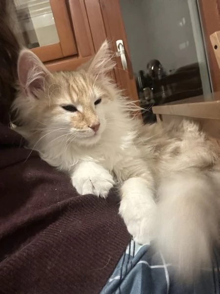 Fusamor Ember | Foto 1