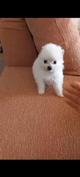 Cuccioli di spitz