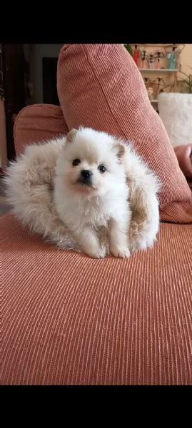 Cuccioli di spitz | Foto 0