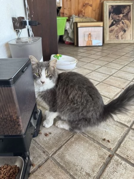 Baku - Micio di 10 mesi, vivace e affettuoso con un elegante manto grigio e bianco NON STERILIZZATO