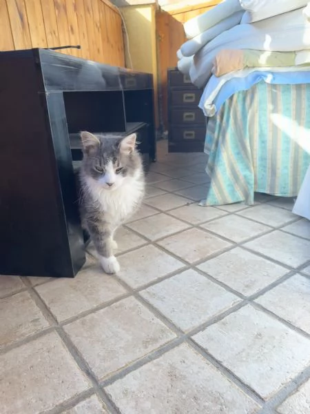 Baku - Micio di 10 mesi, vivace e affettuoso con un elegante manto grigio e bianco NON STERILIZZATO | Foto 3