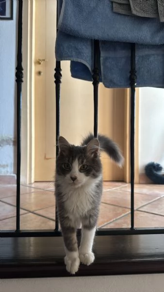 Baku - Micio di 10 mesi, vivace e affettuoso con un elegante manto grigio e bianco NON STERILIZZATO | Foto 2