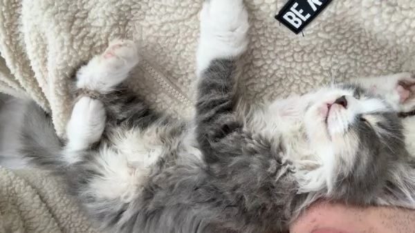 Baku - Micio di 10 mesi, vivace e affettuoso con un elegante manto grigio e bianco NON STERILIZZATO | Foto 1