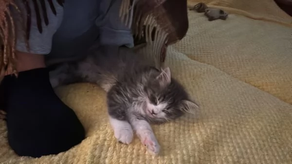 Baku - Micio di 10 mesi, vivace e affettuoso con un elegante manto grigio e bianco NON STERILIZZATO | Foto 0