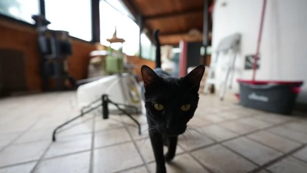 CERCO CASA PER BIAGIO – GATTINO DOLCE E INDIPENDENTE 