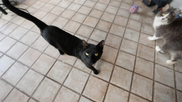 CERCO CASA PER BIAGIO – GATTINO DOLCE E INDIPENDENTE  | Foto 2