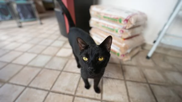 CERCO CASA PER BIAGIO – GATTINO DOLCE E INDIPENDENTE  | Foto 1