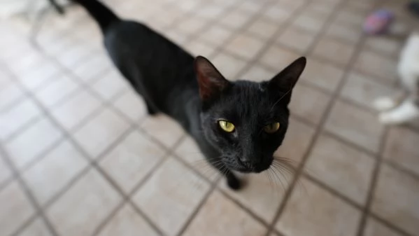 CERCO CASA PER BIAGIO – GATTINO DOLCE E INDIPENDENTE  | Foto 0