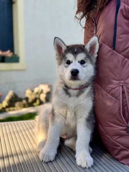Alaskan Malamute cuccioli | Foto 3