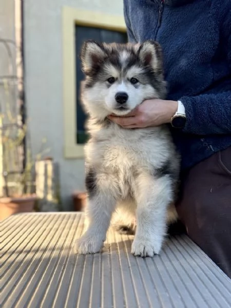 Alaskan Malamute cuccioli | Foto 2