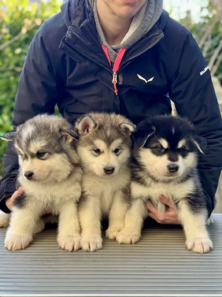 Alaskan Malamute cuccioli
