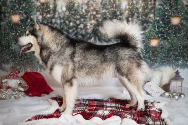 Alaskan Malamute cuccioli | Foto 0