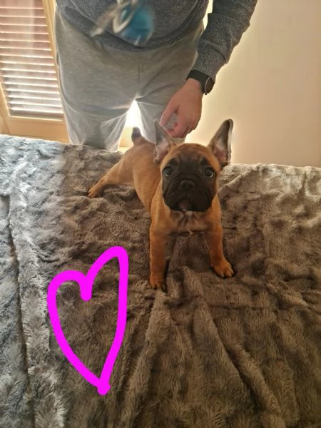 Vendo cuccioli di bouldog francesi