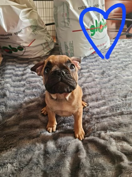 Vendo cuccioli di bouldog francesi | Foto 2
