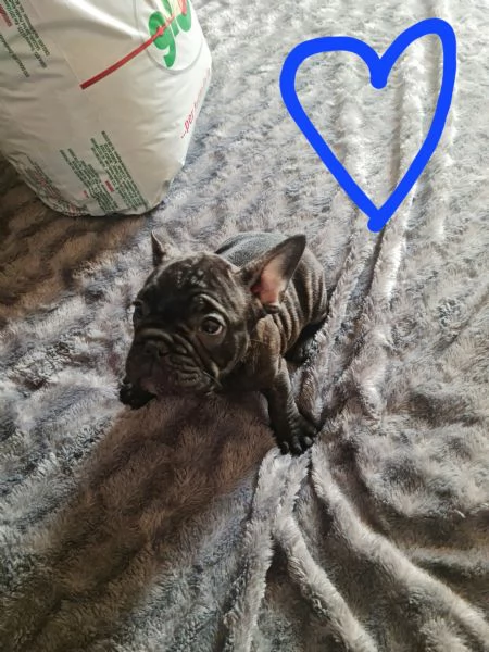Vendo cuccioli di bouldog francesi | Foto 1