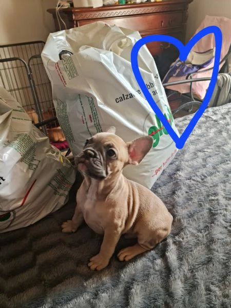 Vendo cuccioli di bouldog francesi | Foto 0