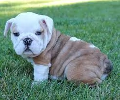 Cuccioli di bulldog inglese in vendita