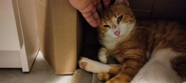 Ricky 7 mesi cerca casa