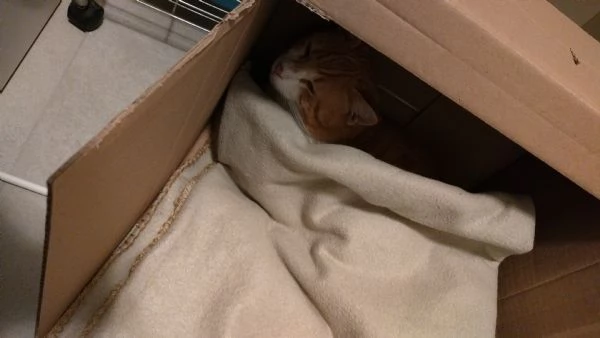 Ricky 7 mesi cerca casa | Foto 2