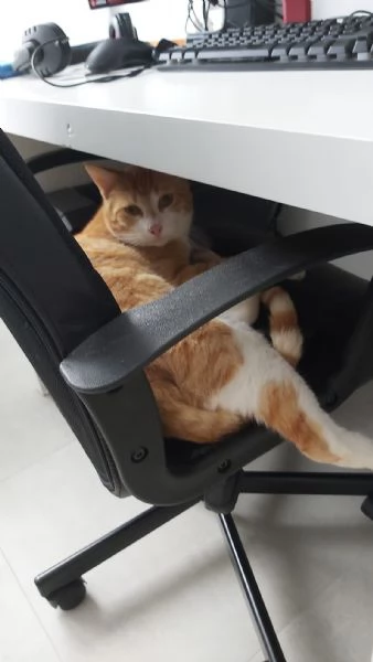 Ricky 7 mesi cerca casa | Foto 1