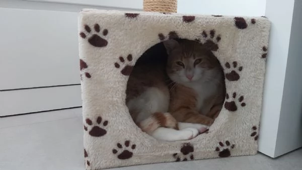 Ricky 7 mesi cerca casa | Foto 0