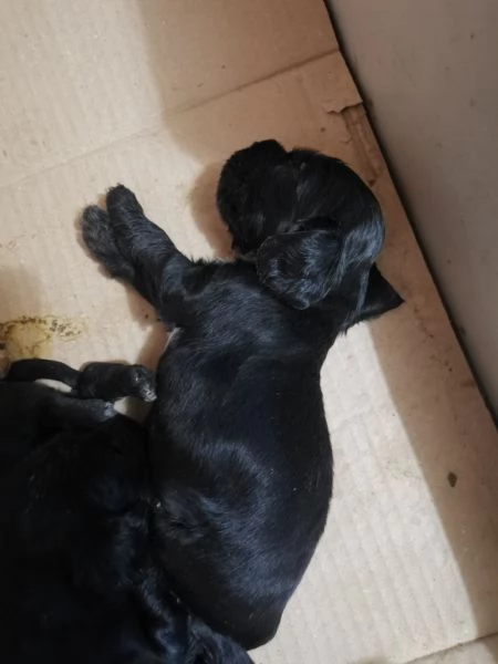 cuccioli di cocker spaniel