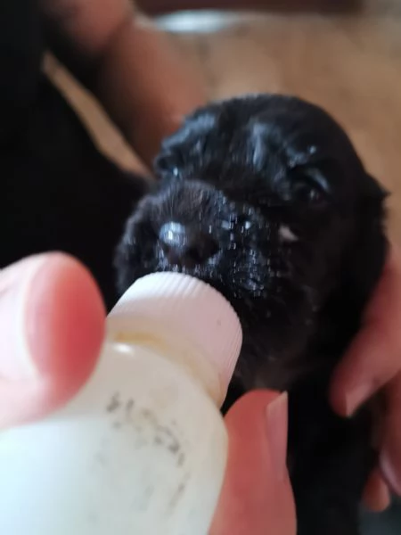 cuccioli di cocker spaniel | Foto 3