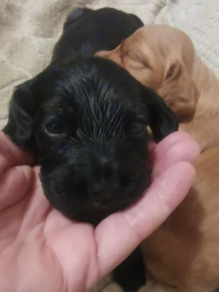 cuccioli di cocker spaniel | Foto 2