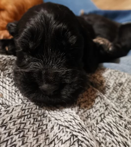 cuccioli di cocker spaniel | Foto 1