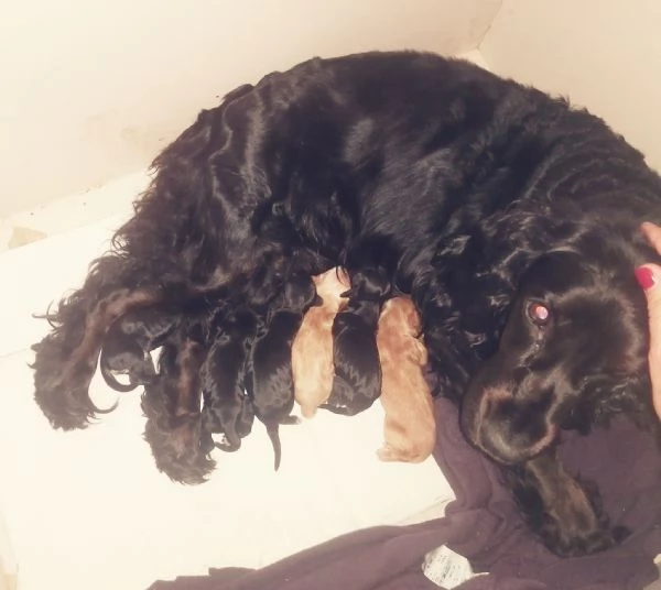 cuccioli di cocker spaniel | Foto 0