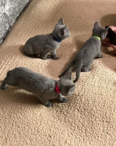 Bellissimi gattini Blue di russia  | Foto 0