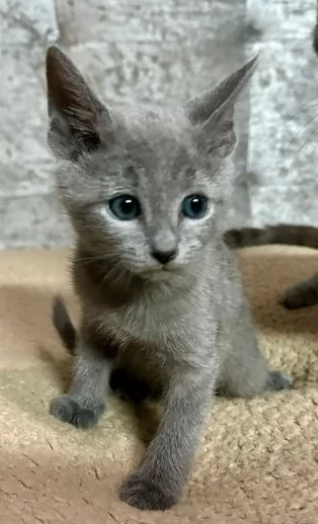 Bellissimi gattini Blue di russia 