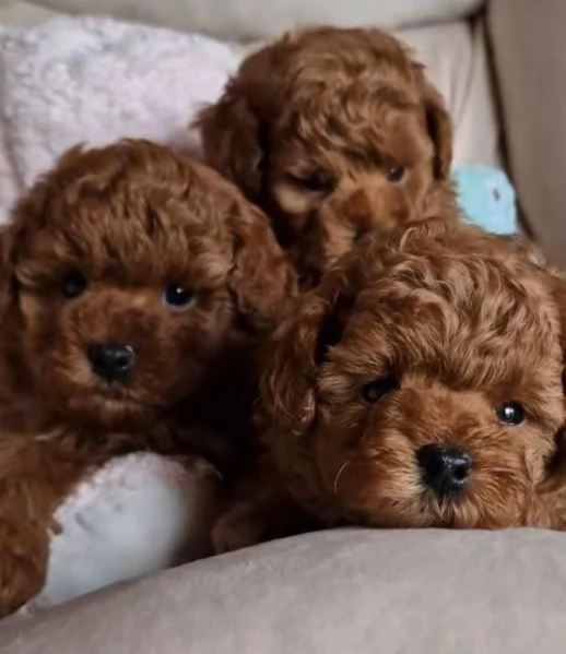 Barboncino toy | Foto 0