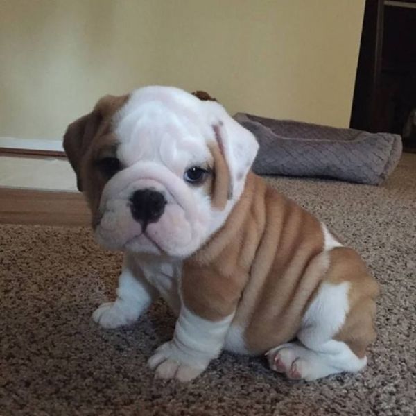 Chihuahua puppies for adoption  | Foto 1