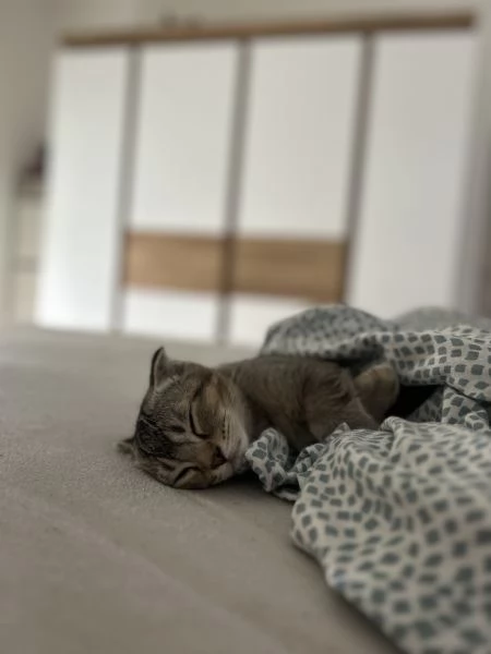 Scottish fold  | Foto 6