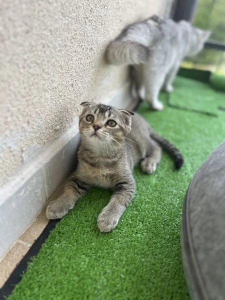 Scottish fold  | Foto 5