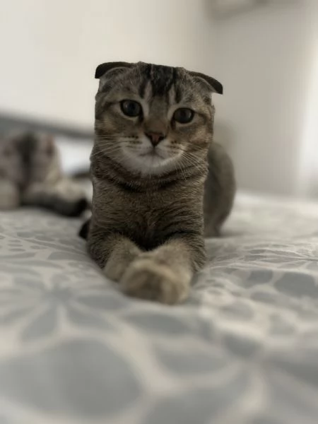 Scottish fold  | Foto 4