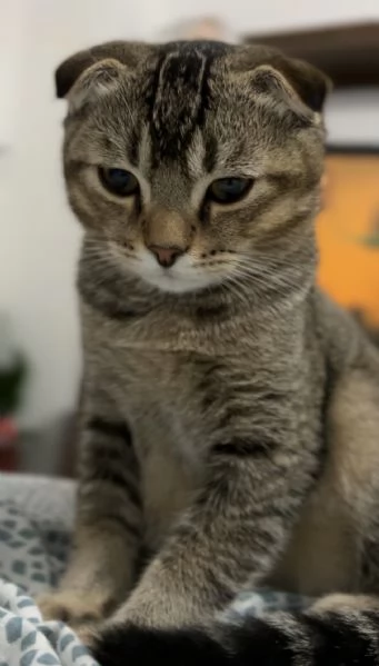 Scottish fold  | Foto 3