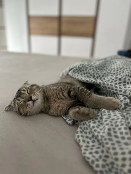 Scottish fold  | Foto 2