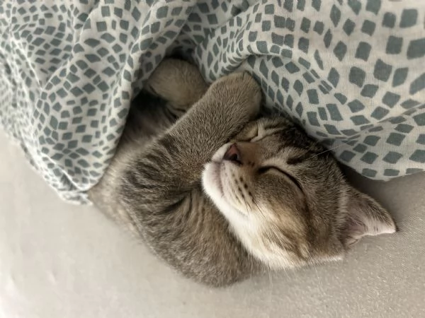 Scottish fold  | Foto 1