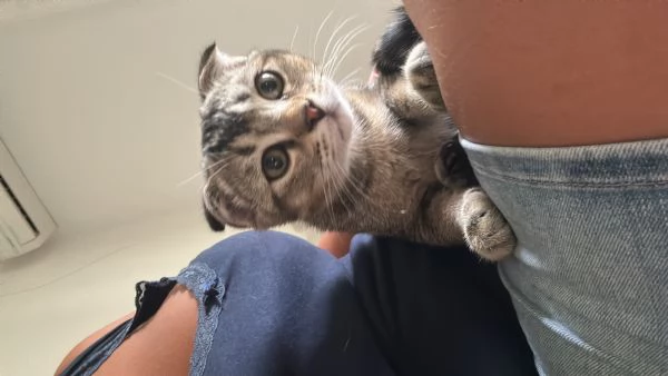 Scottish fold  | Foto 0