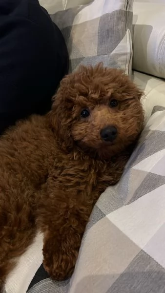 Barboncino nano | Foto 1