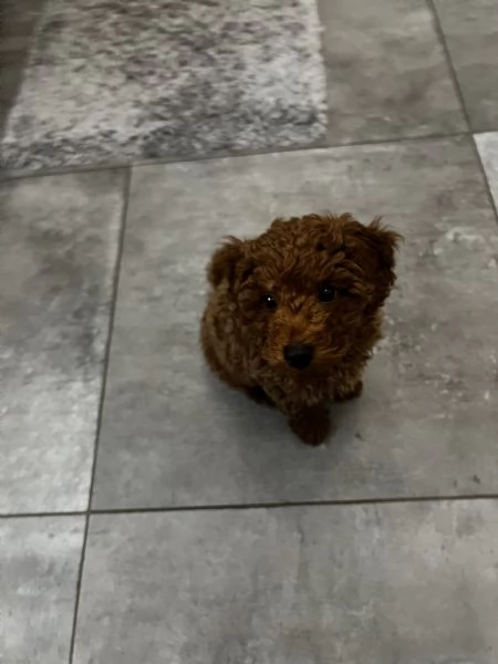 Barboncino nano | Foto 0