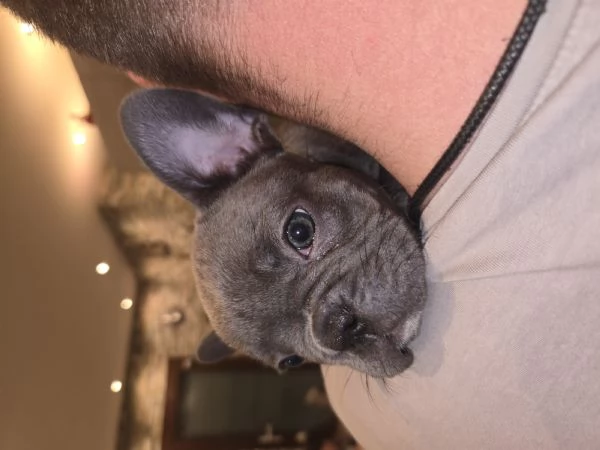 Bulldog francese  | Foto 3