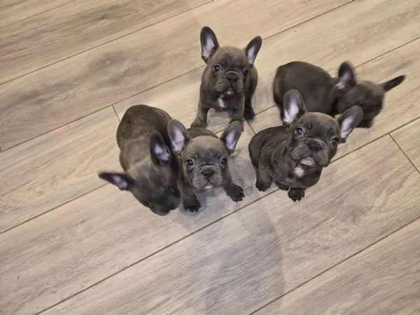 Bulldog francese  | Foto 2