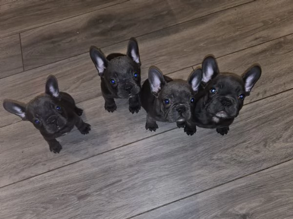 Bulldog francese  | Foto 1