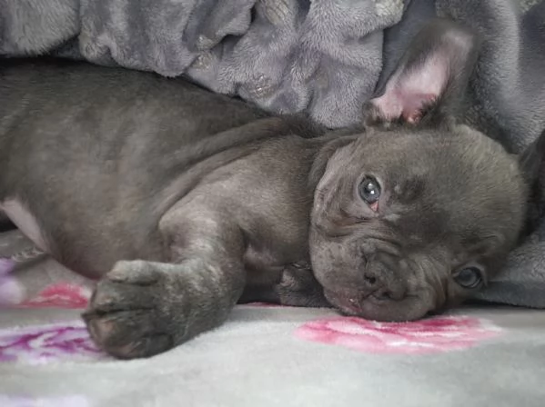 Bulldog francese  | Foto 0