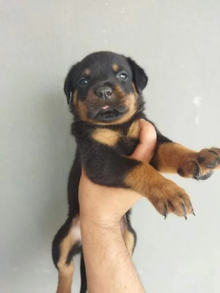 regala cuccioli di Rottweiler maschi e femmine | Foto 1