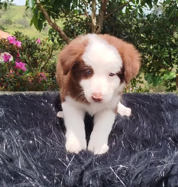regala cuccioli di Border Collie maschi e femmine | Foto 2